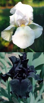 New Snow and Hello Darkness iris varieties